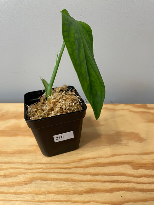 210. Monstera Esqueleto (juvenile)