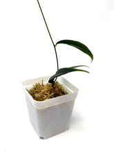 Load image into Gallery viewer, Hoya Paradisea (IM04)