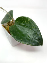 Load image into Gallery viewer, Hoya Glabra Silver B