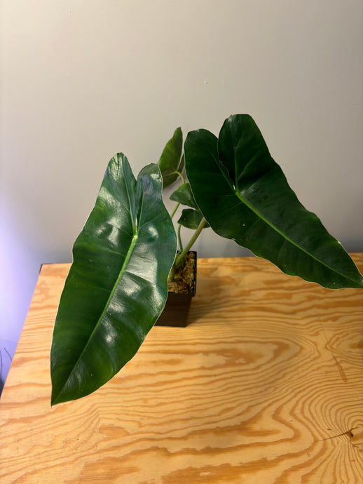 178. Philodendron Burle Marx