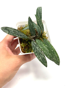 Hoya Sigillatis