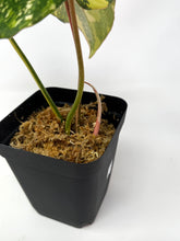 Load image into Gallery viewer, Philodendron Gloriosum Variegated E