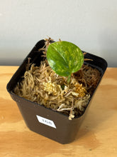 Load image into Gallery viewer, 168. Monstera Peru Variegated