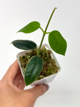 Load image into Gallery viewer, Hoya Gigas