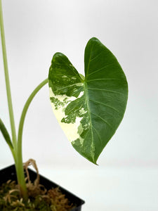 Alocasia Odora Variegated ‘Okinawa Silver’ B