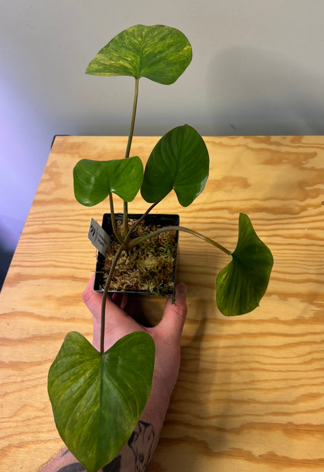 229. Homalomena Rubescens Variegated