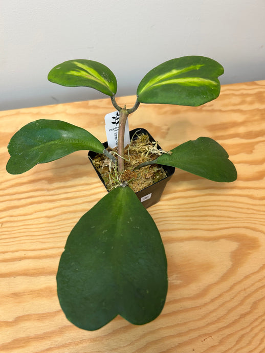 96. Hoya Kerrii Variegated (inner)