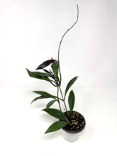 Load image into Gallery viewer, Hoya Pubicalyx