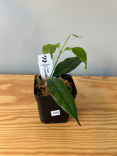 Load image into Gallery viewer, 300. Hoya Cystiantha