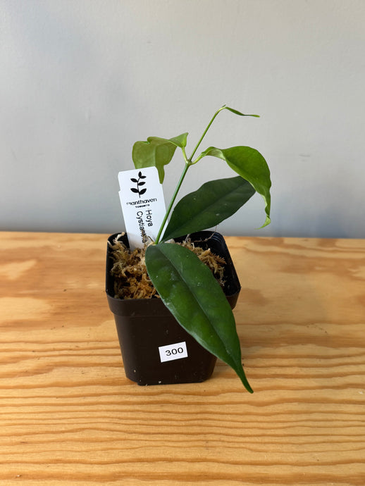 300. Hoya Cystiantha