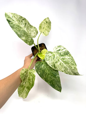 Philodendron Giganteum Blizzard