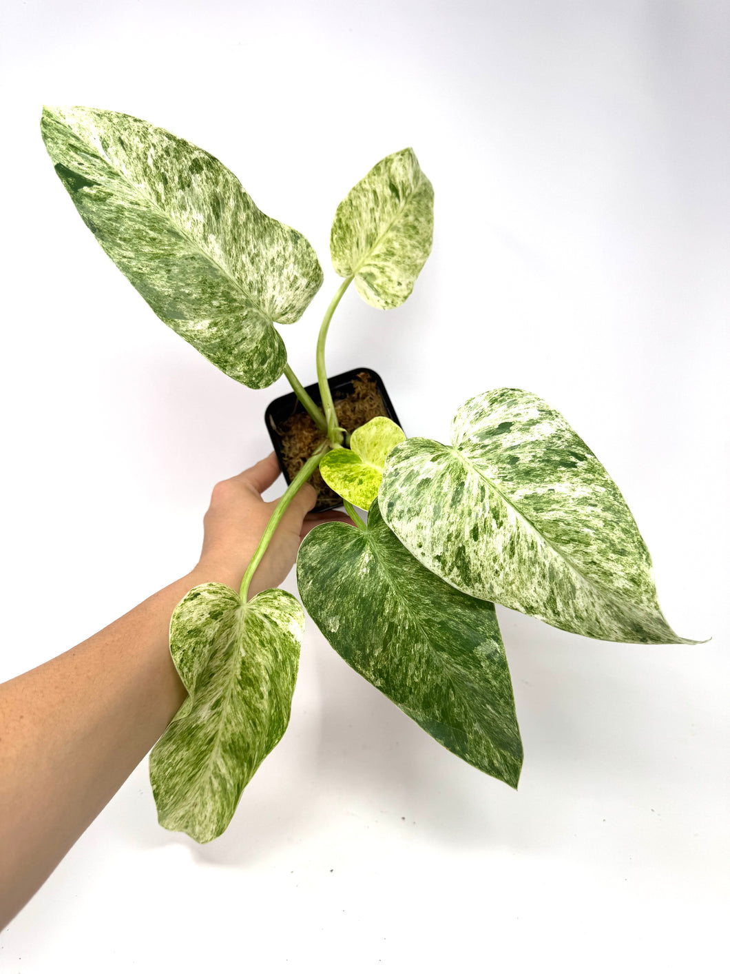 Philodendron Giganteum Blizzard