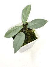 Load image into Gallery viewer, Hoya Wilbur Graves Silver C