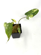 Load image into Gallery viewer, Philodendron Gloriosum Variegated D