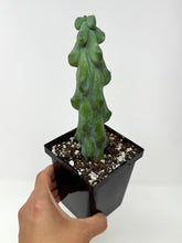 Load image into Gallery viewer, Myrtillocactus Geometrizans Fukurokuryuzinboku &#39;Boobie Cactus&#39; - Ships within Canada only