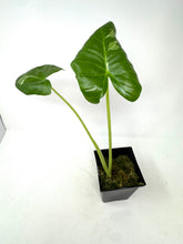 Load image into Gallery viewer, Alocasia Maccrorhiza Variegated E