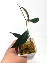 Load image into Gallery viewer, Hoya Brassii