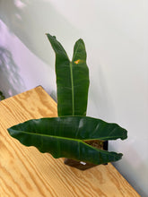Load image into Gallery viewer, 116. Philodendron Billietiae