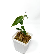 Load image into Gallery viewer, Hoya Paradisea (IM04)