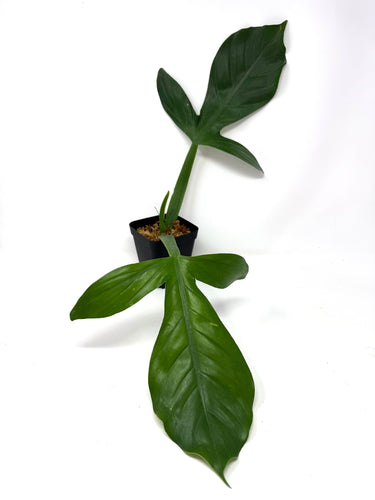 Philodendron Applanatum