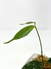 Load image into Gallery viewer, Hoya Cystiantha Splash