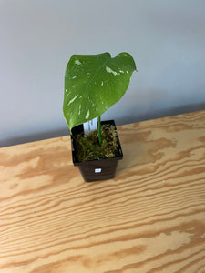 226. Monstera Thai Constellation