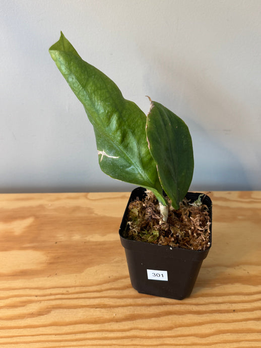 301. Hoya Lambii