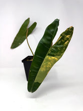 Load image into Gallery viewer, Philodendron Billietiae Variegated E