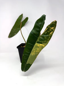 Philodendron Billietiae Variegated E