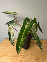 Load image into Gallery viewer, Philodendron Billietiae Variegated D