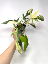 Load image into Gallery viewer, Philodendron Florida Beauty A