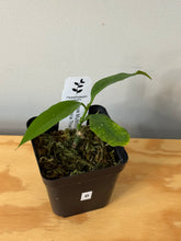 Load image into Gallery viewer, 6. Hoya Multiflora Javanica Thai Splash