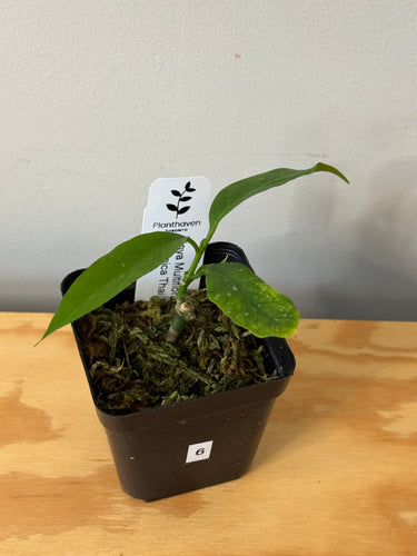 6. Hoya Multiflora Javanica Thai Splash