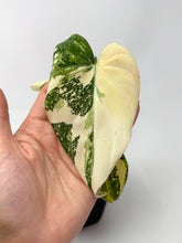 Load image into Gallery viewer, Philodendron Gloriosum Variegated E