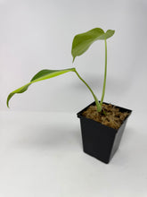 Load image into Gallery viewer, Monstera Deliciosa Aurea Variegated