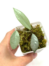 Load image into Gallery viewer, Hoya Wilbur Graves Silver G