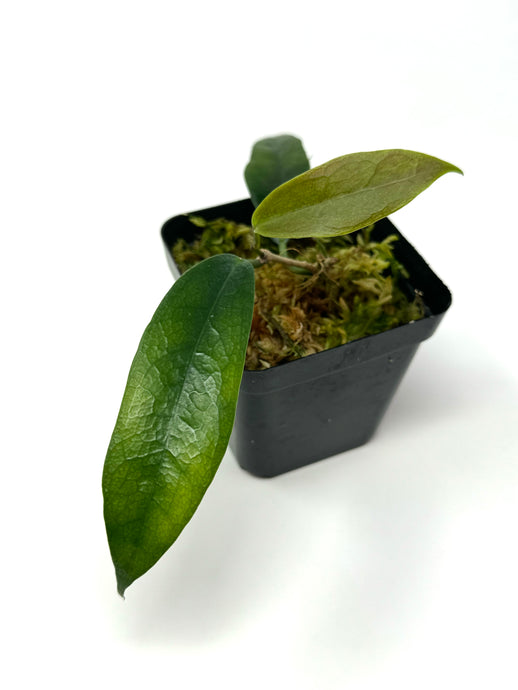 Hoya Subcalva