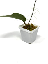 Load image into Gallery viewer, Hoya Glabra Silver C