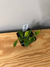 Load image into Gallery viewer, 5. Hoya Heuschkeliana Margin Variegated