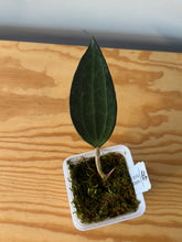 Load image into Gallery viewer, 304. Hoya Macrophylla ‘Pot of Gold’
