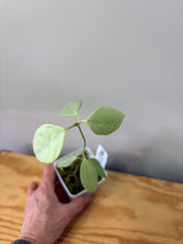 Load image into Gallery viewer, 141. Hoya Coriacea Silver