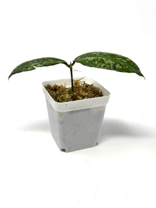 Hoya Gunung Gading Ghost D