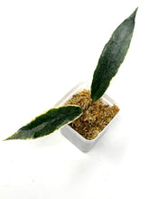 Load image into Gallery viewer, Hoya Archboldiana Albo Variegated