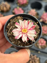 Load image into Gallery viewer, Gymnocalycium Mihanovichii ‘Day Dream’ (Ships within Canada only)