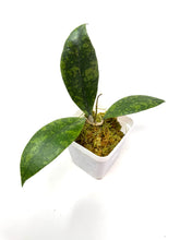Load image into Gallery viewer, Hoya Lambii Silver F
