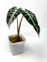 Load image into Gallery viewer, Alocasia Bambino Pink Variegated H