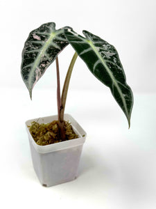 Alocasia Bambino Pink Variegated H