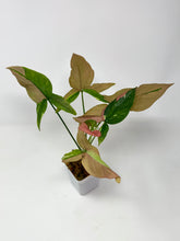 Load image into Gallery viewer, Syngonium Tricolour ‘Red Spot’