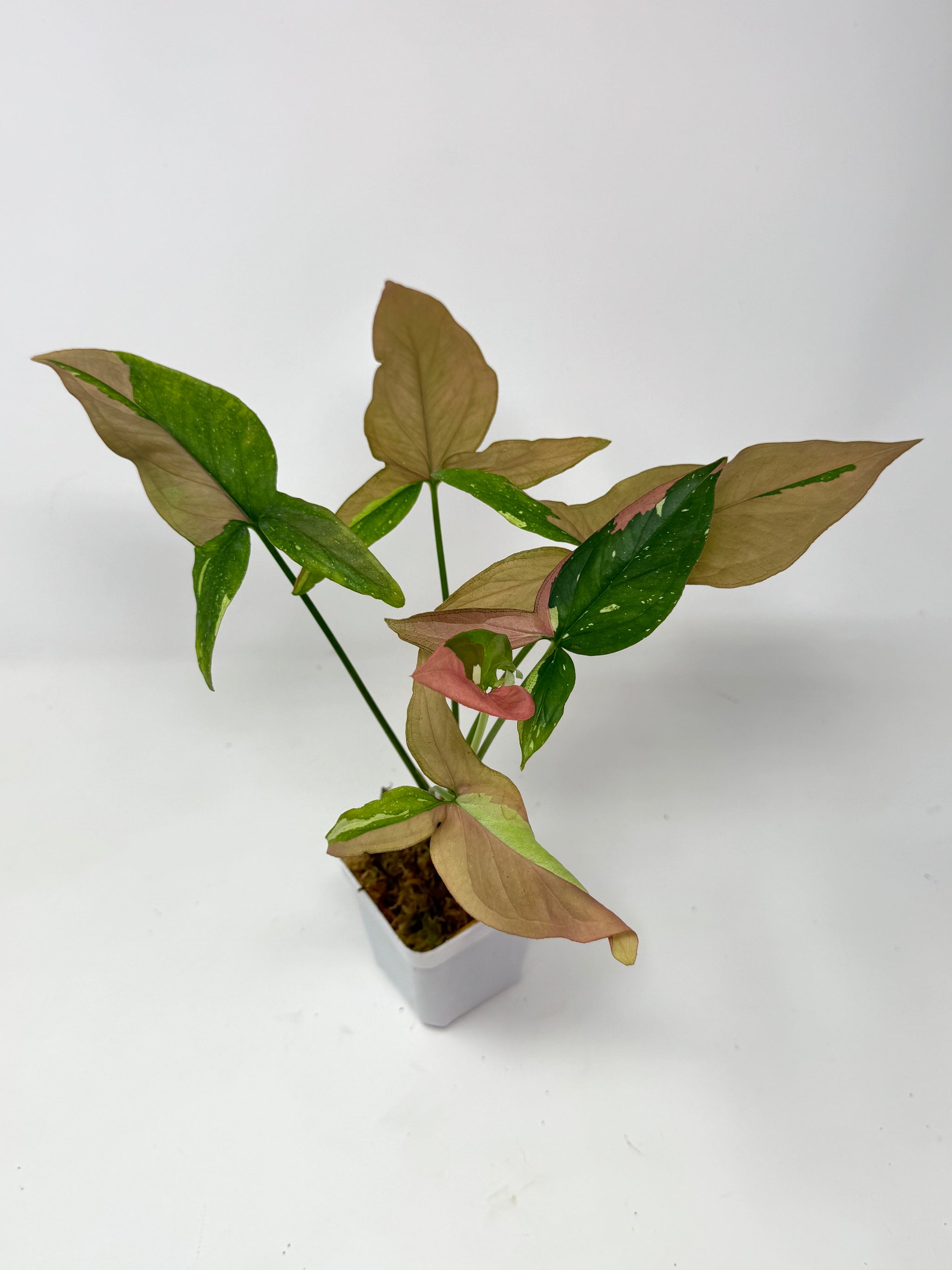 Rare and unique plants – Tagged 