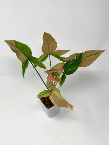 Rare and unique plants – Tagged 